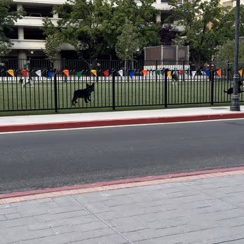 Biggest Little Dog Park photo 1